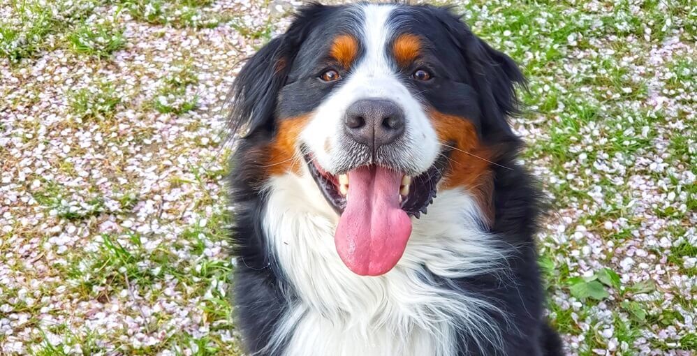 関東で超大型犬まで泊まれるおすすめの宿12選