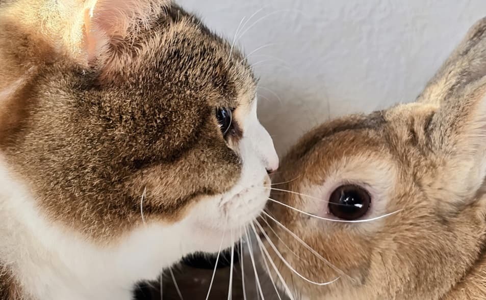 関東近郊で小動物と泊まれるおすすめのホテル厳選10