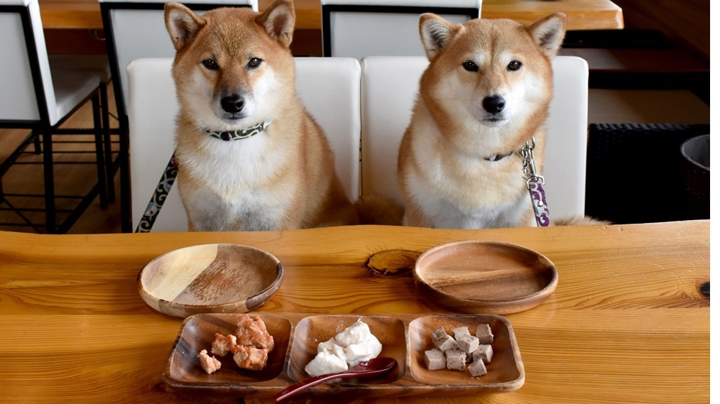 関東でドッグメニューがあるおすすめのホテル10選