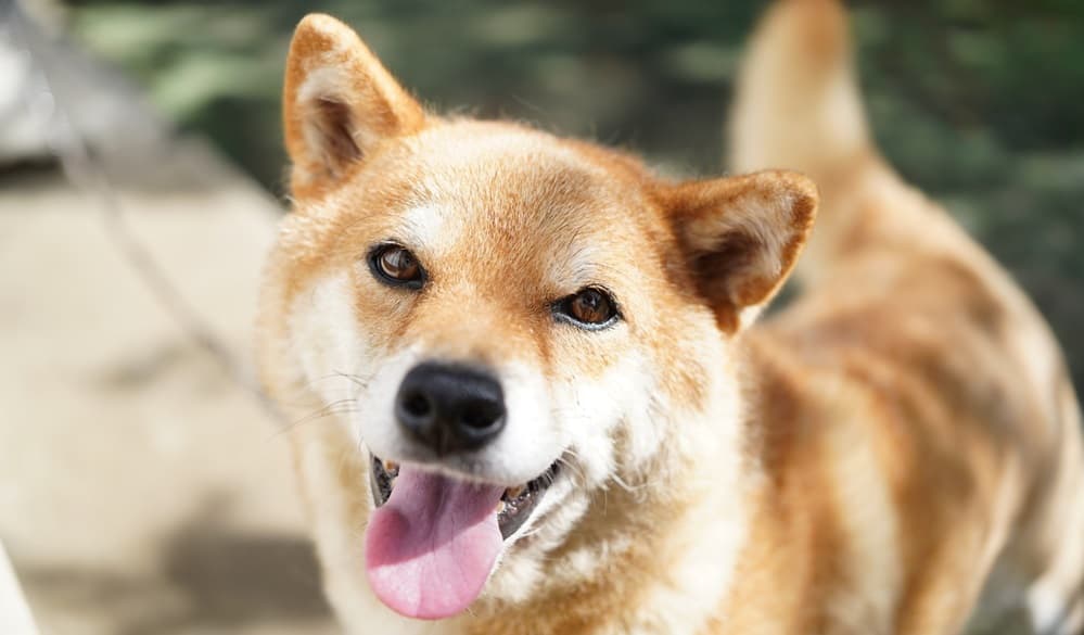 関東近郊で看板犬がいる人気の宿